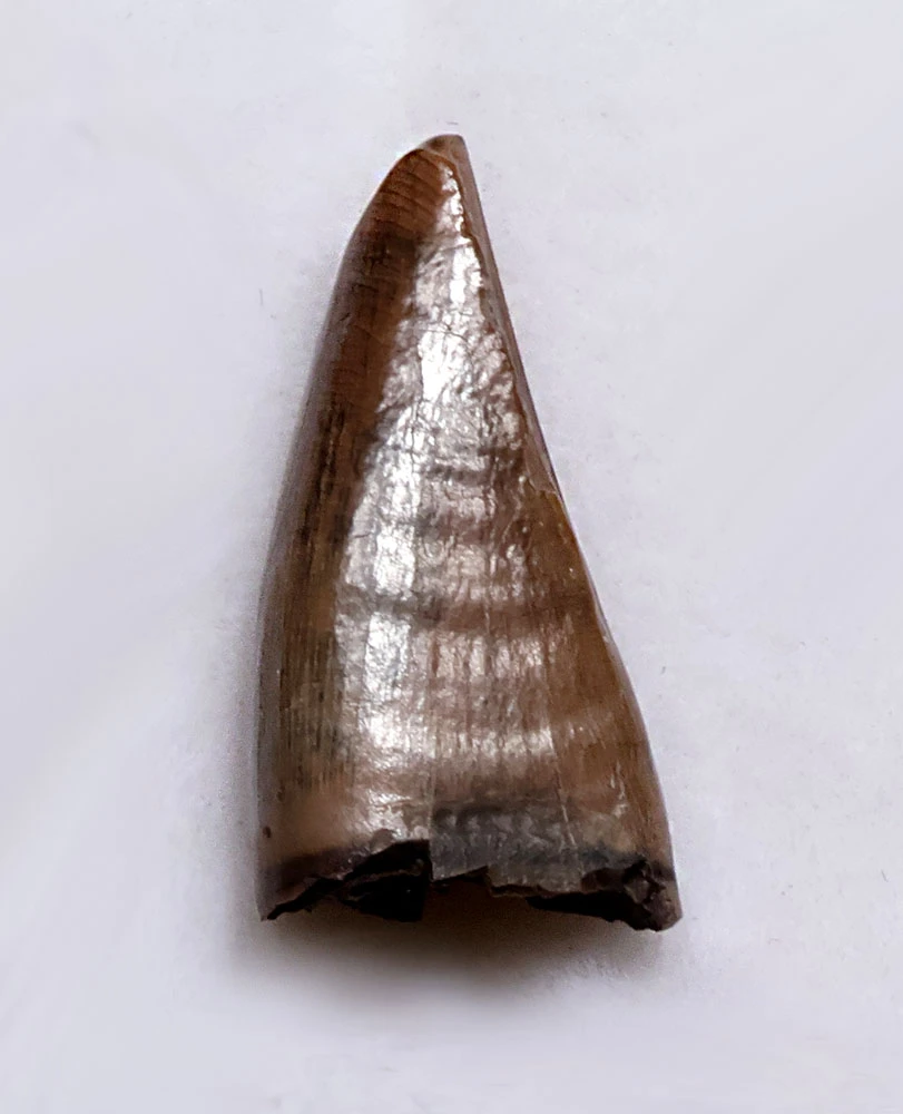 UNBROKEN JUVENILE DASPLETOSAURUS PREMAX FOSSIL DINOSAUR TOOTH FROM A TYRANNOSAUR OF THE JUDITH RIVER FORMATION  *DTX67