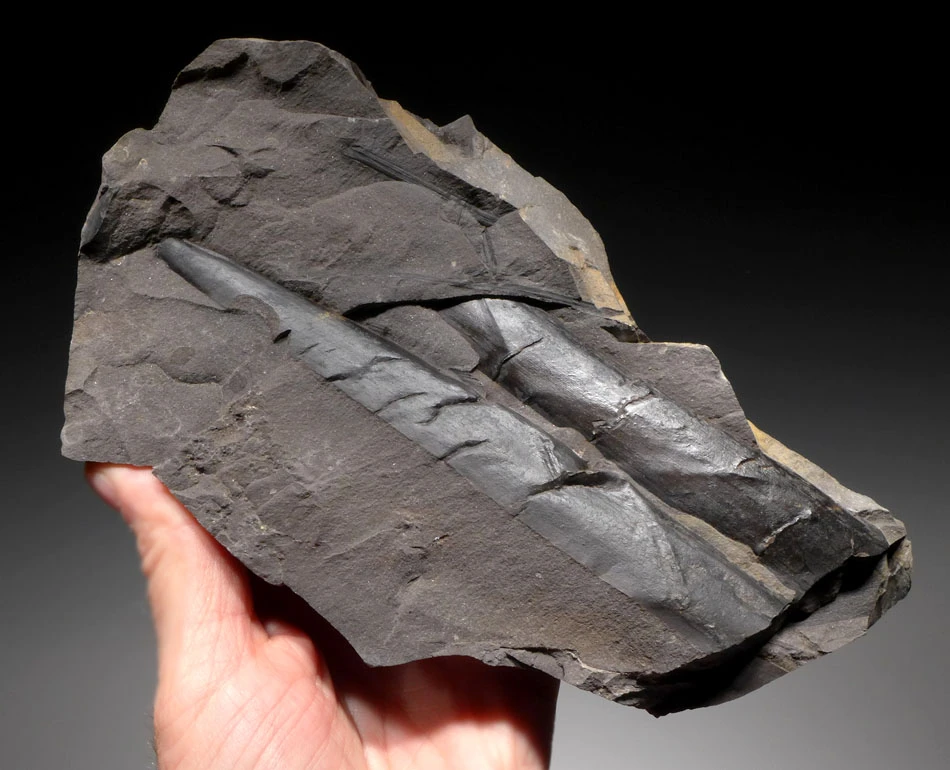 LARGE CALAMITES HORSETAIL CARBONIFEROUS PLANT FOSSIL IN SUPERB PRESERVATION  *PL079