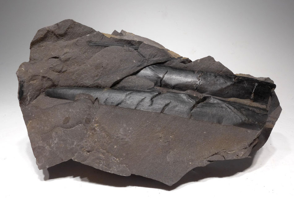 LARGE CALAMITES HORSETAIL CARBONIFEROUS PLANT FOSSIL IN SUPERB PRESERVATION  *PL079