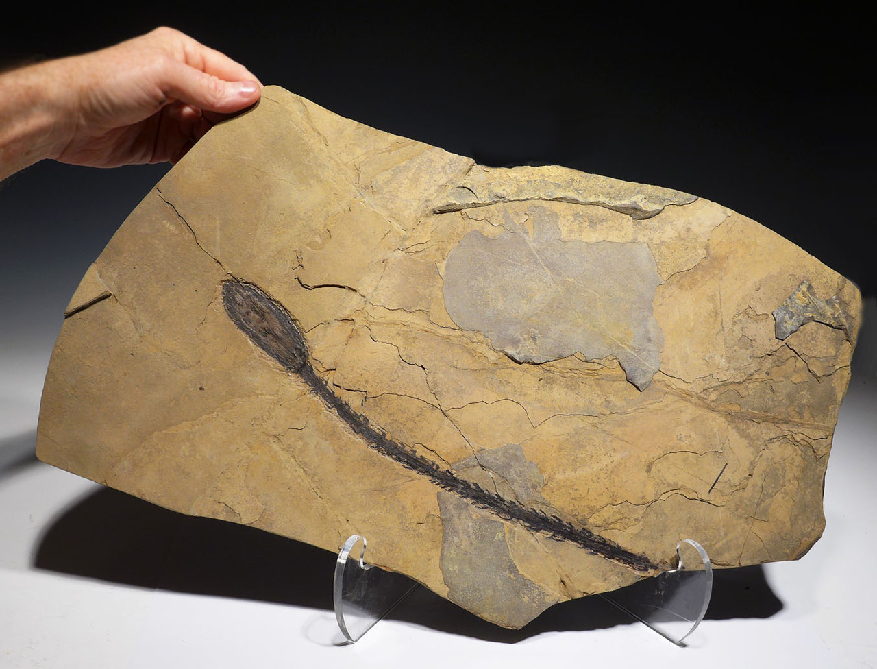 MUSEUM-CLASS PERMIAN WALCHIA PLANT FOSSIL MALE POLLEN CONE FROM BEFORE THE DINOSAURS  *PLP1