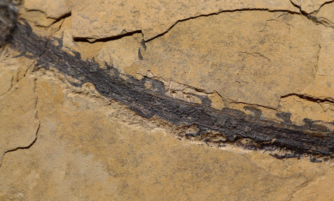 MUSEUM-CLASS PERMIAN WALCHIA PLANT FOSSIL MALE POLLEN CONE FROM BEFORE THE DINOSAURS  *PLP1
