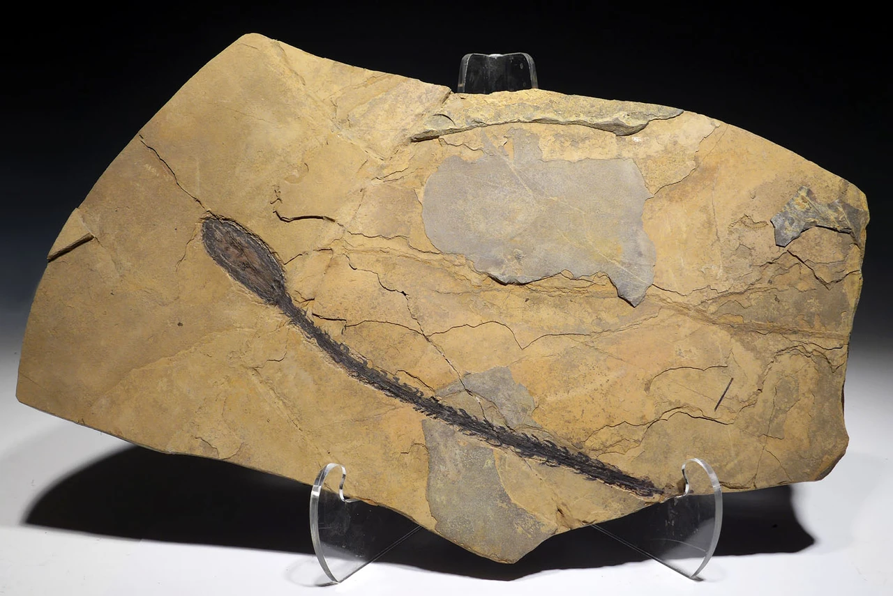 MUSEUM-CLASS PERMIAN WALCHIA PLANT FOSSIL MALE POLLEN CONE FROM BEFORE THE DINOSAURS  *PLP1