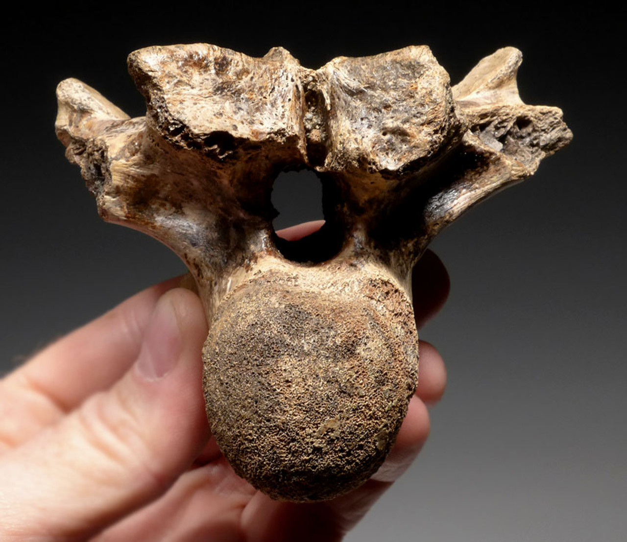 CROC018 - EXTREMELY RARE PAIR OF FOSSIL CROCODILE VERTEBRAE AND ARMOR FROM JAVA MAN DEPOSITS