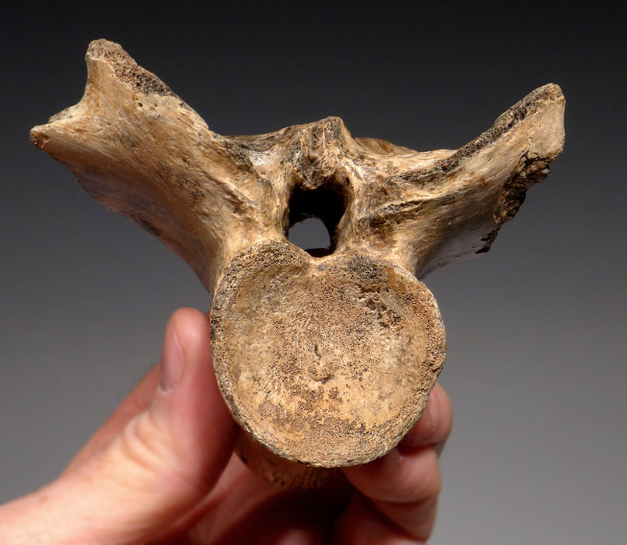 CROC018 - EXTREMELY RARE PAIR OF FOSSIL CROCODILE VERTEBRAE AND ARMOR FROM JAVA MAN DEPOSITS