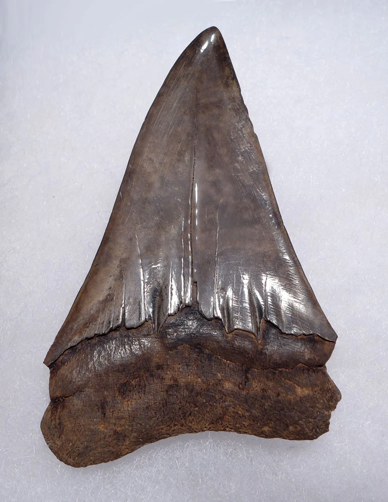 SUPERB LARGE MOTTLED BRONZE COLLECTOR GRADE 2.45 INCH ISURUS HASTALIS BROAD TOOTH MAKO  GEORGIA FOSSIL SHARK TOOTH WITH CHATOYANT ENAMEL  *SHX146