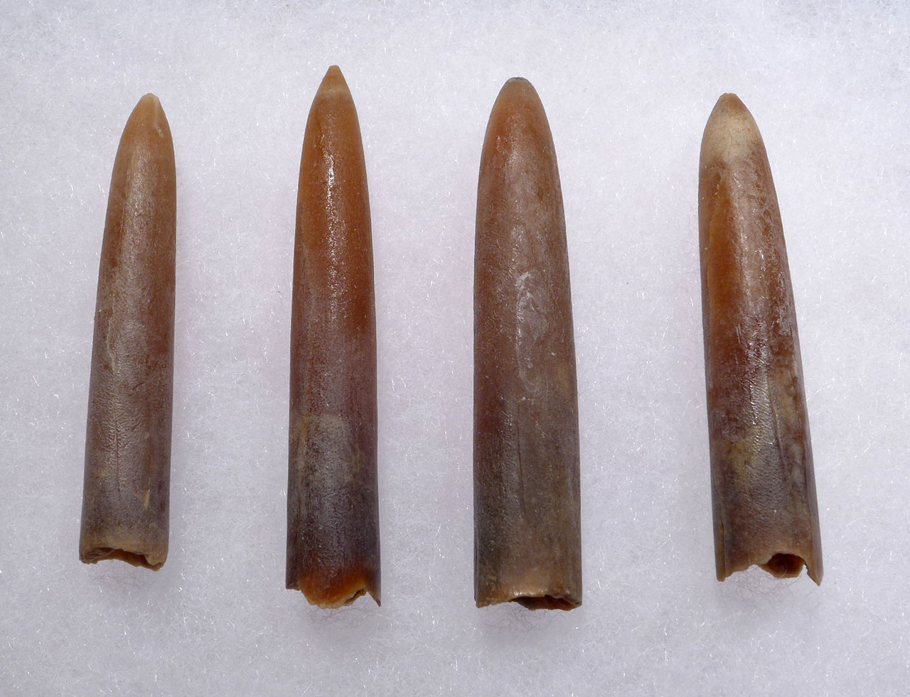 FOUR DINOSAUR ERA BELEMNITE FOSSILS OF GONIOTEUTHIS OF SOLID TRANSLUCENT CALCITE *BEL110