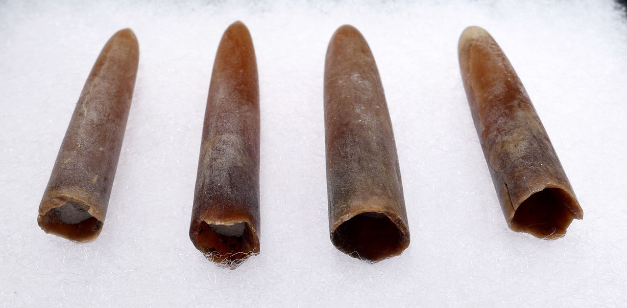 FOUR DINOSAUR ERA BELEMNITE FOSSILS OF GONIOTEUTHIS OF SOLID TRANSLUCENT CALCITE *BEL110