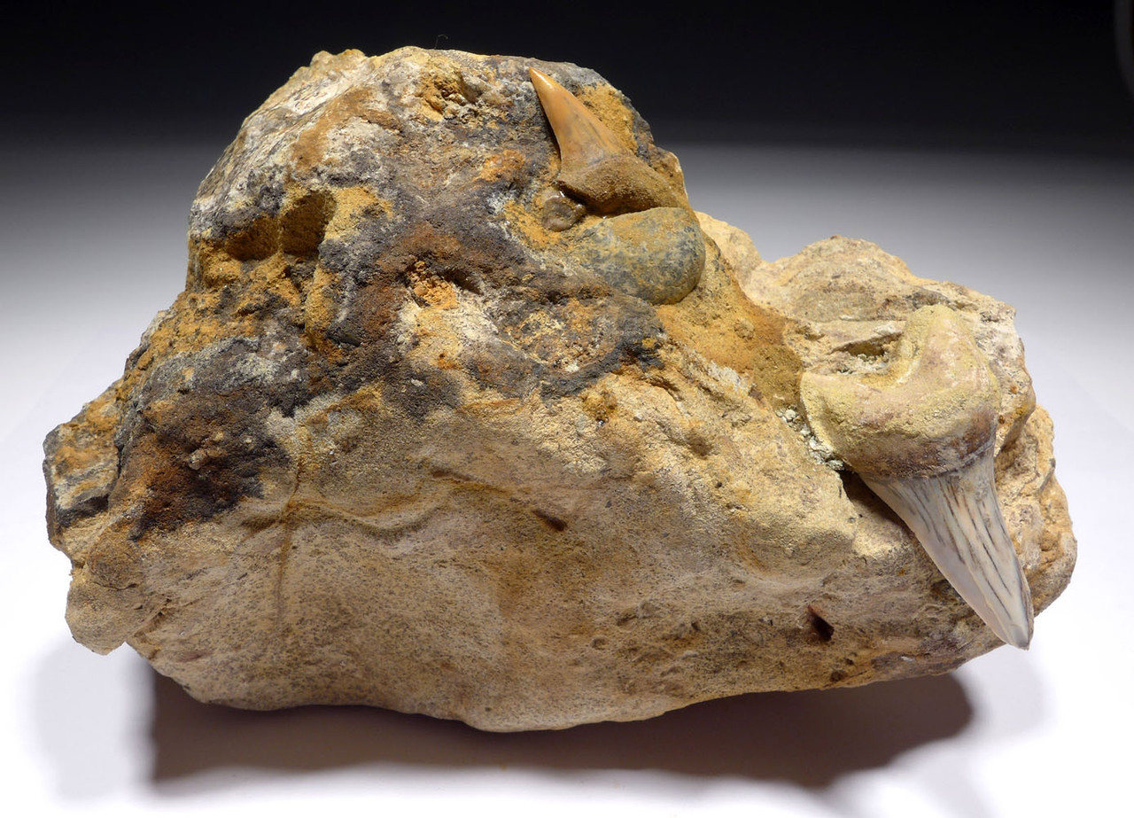 EXTINCT HASTALIS MAKO FOSSIL SHARK TEETH  IN LARGE SHARKTOOTH HILL CALIFORNIA SANDSTONE   *STH003