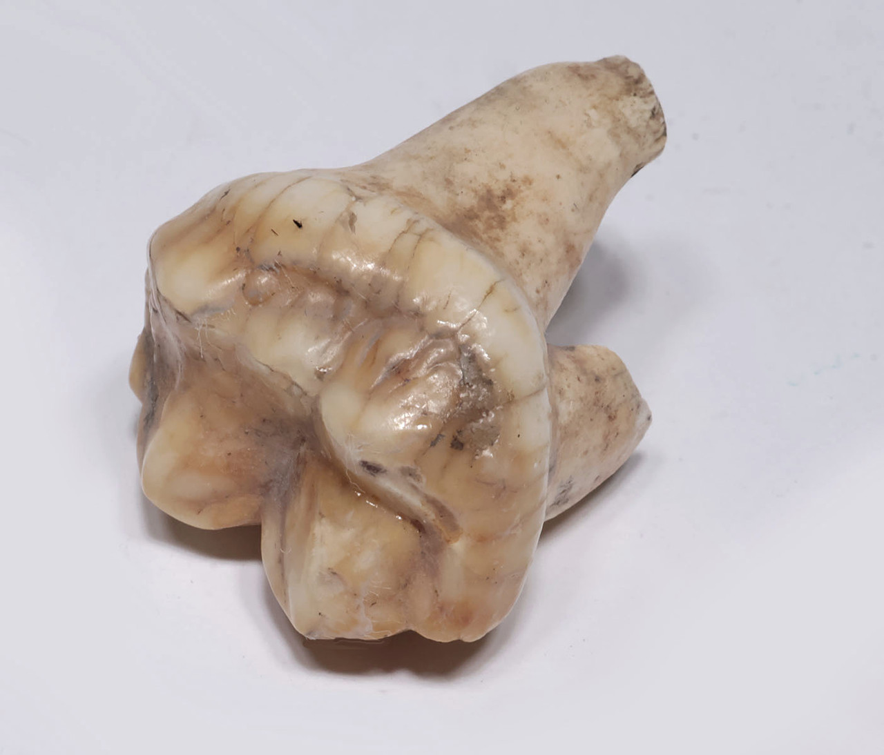 ARDENNES FOREST BELGIUM CAVE BEAR FOSSIL MOLAR TOOTH FROM RARE LOCATION  *LMX338