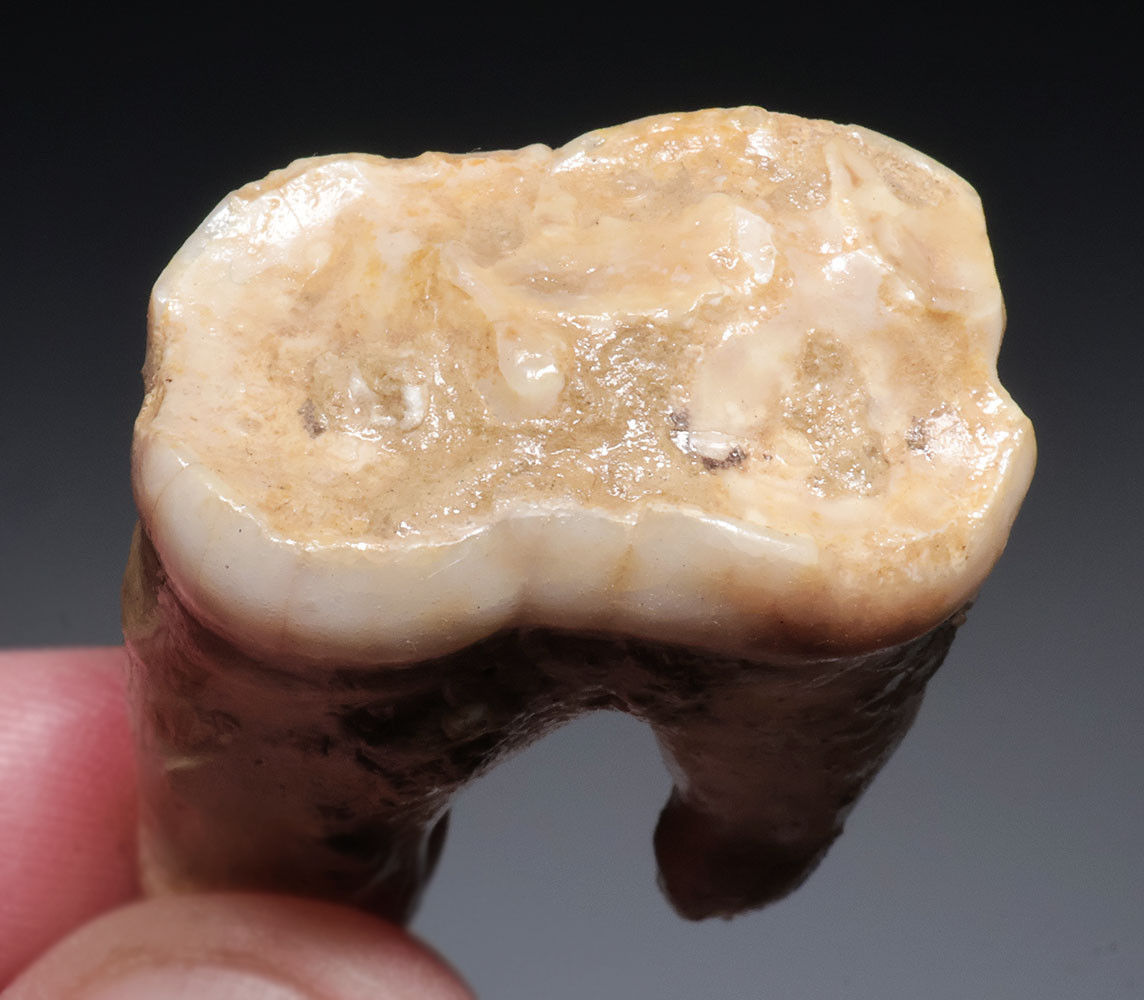 BELGIAN FOSSIL CAVE BEAR MOLAR TOOTH WITH ROOT FROM AN ARDENNES FOREST BELGIUM CAVE  *LMX342