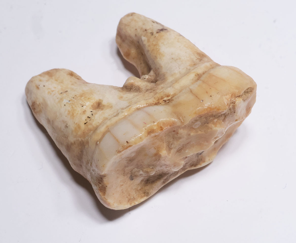BELGIAN FOSSIL CAVE BEAR MOLAR TOOTH WITH ROOT FROM AN ARDENNES FOREST BELGIUM CAVE  *LMX342