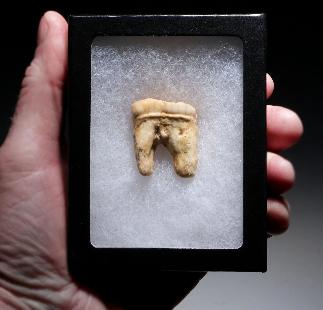 BELGIAN FOSSIL CAVE BEAR MOLAR TOOTH WITH ROOT FROM AN ARDENNES FOREST BELGIUM CAVE  *LMX342