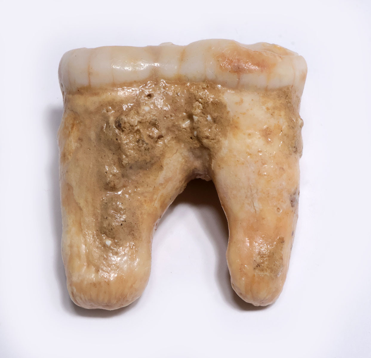BELGIAN FOSSIL CAVE BEAR MOLAR TOOTH WITH ROOT FROM AN ARDENNES FOREST BELGIUM CAVE  *LMX342