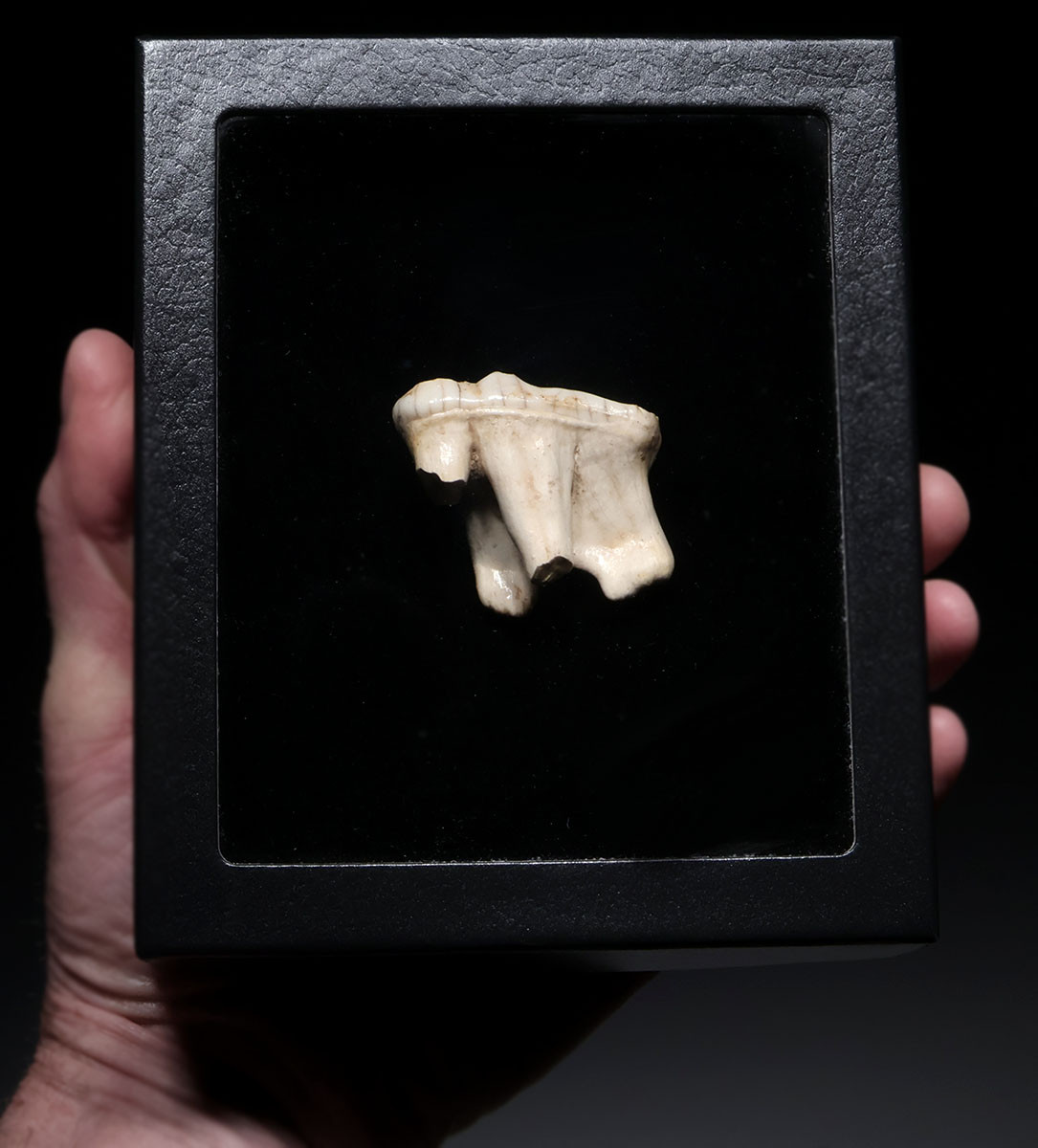 RARE LARGE BELGIAN FOSSIL CAVE BEAR PRIMARY M2 UPPER TOOTH WITH ROOT FROM AN ARDENNES FOREST BELGIUM CAVE  *LMX343