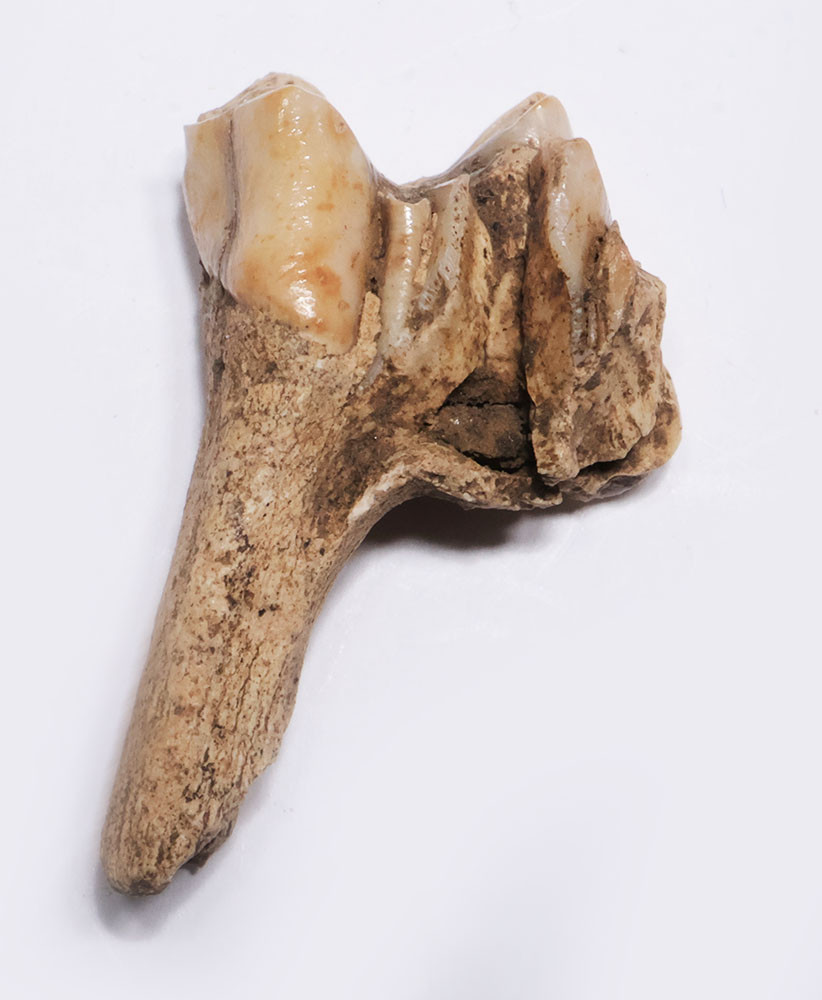 RARE BELGIAN CAVE FOSSIL IBEX MOLAR TOOTH WITH PARTIAL ROOT FROM A CAVE HYENA DEN IN THE ARDENNES FOREST BELGIUM   *LMX339