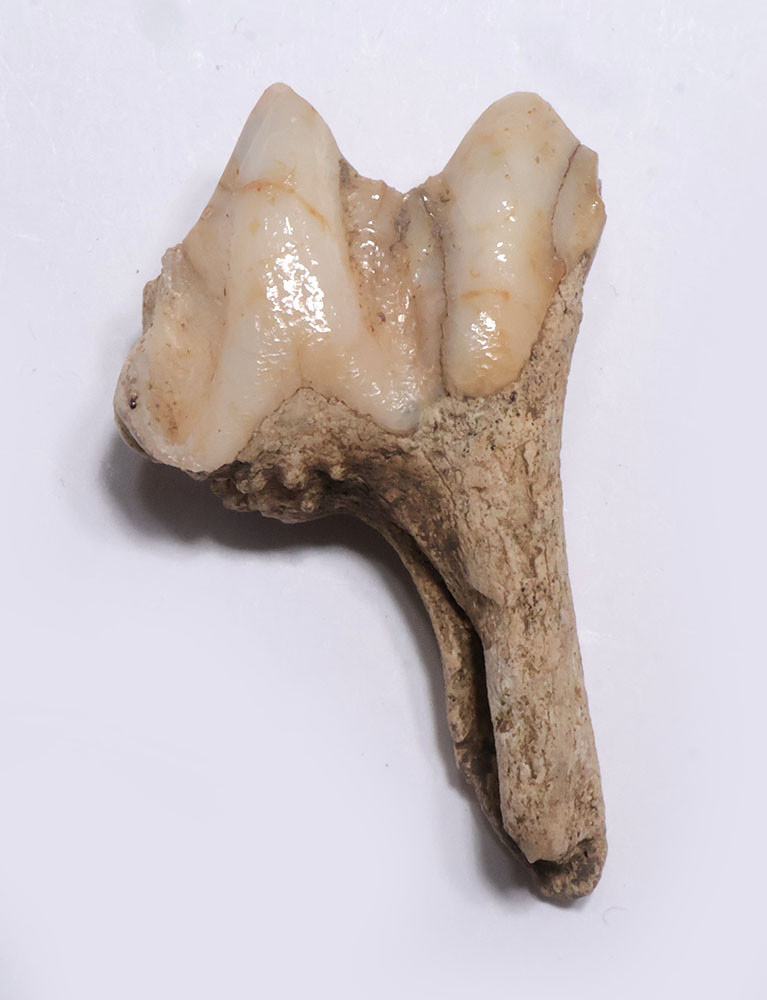 RARE BELGIAN CAVE FOSSIL IBEX MOLAR TOOTH WITH PARTIAL ROOT FROM A CAVE HYENA DEN IN THE ARDENNES FOREST BELGIUM   *LMX339