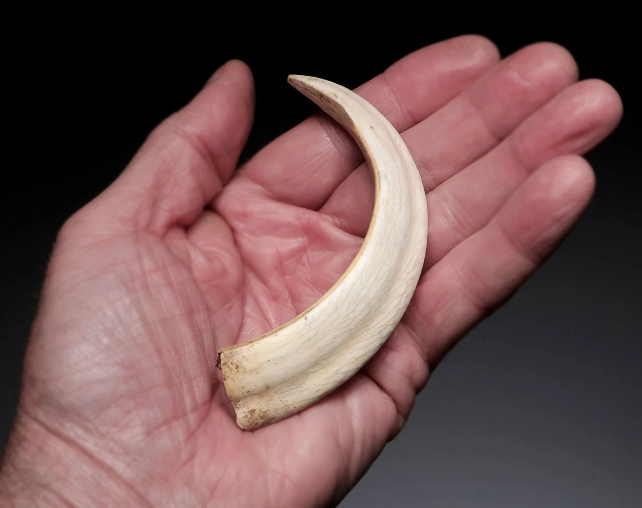 BEST AND LAST OF THE COLLECTION - ARDENNES FOREST BELGIUM  ICE AGE WILD BOAR FOSSIL STABBING TUSK FROM A CAVE HYENA DEN  *LMX337