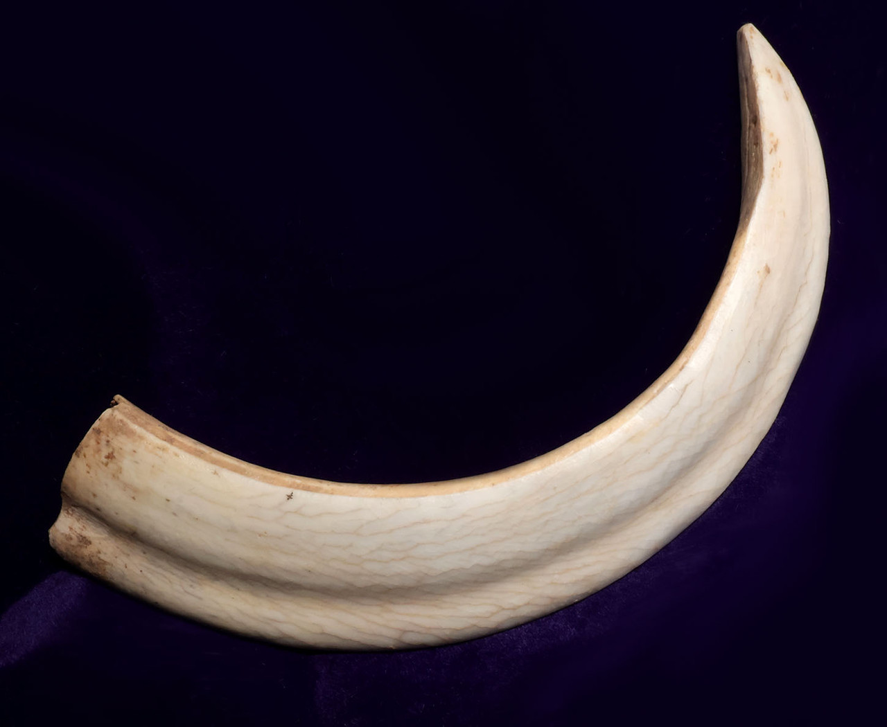 BEST AND LAST OF THE COLLECTION - ARDENNES FOREST BELGIUM  ICE AGE WILD BOAR FOSSIL STABBING TUSK FROM A CAVE HYENA DEN  *LMX337