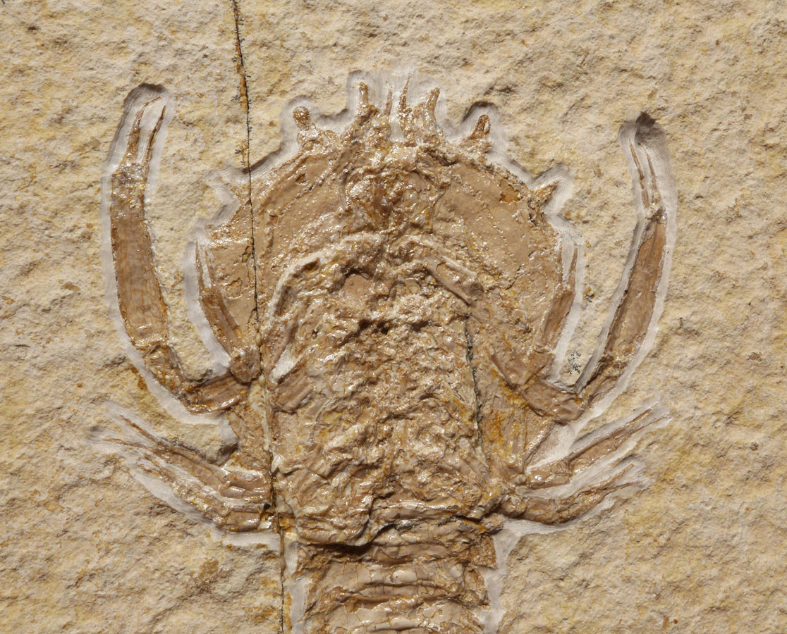 MUSEUM QUALITY FOSSIL JURASSIC LOBSTER CRUSTACEAN ERYON FROM SOLNHOFEN *CRUS037