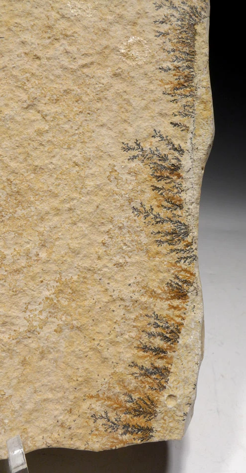 MUSEUM QUALITY FOSSIL JURASSIC LOBSTER CRUSTACEAN ERYON FROM SOLNHOFEN *CRUS037