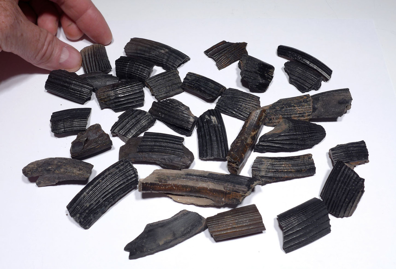 WHOLESALE COLLECTION OF 33 PARTIAL GIANT BEAVER TUSK FOSSILS  *LMX292