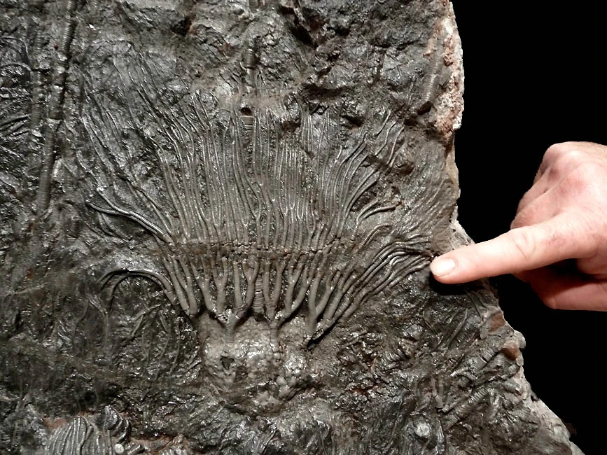 FINEST MUSEUM CLASS FOSSIL GIANT SEA LILY CRINOIDS ON A PRESERVED PREHISTORIC OCEAN FLOOR  *CRI001