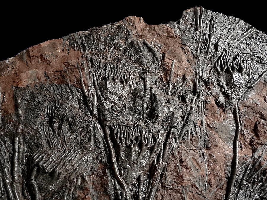 FINEST MUSEUM CLASS FOSSIL GIANT SEA LILY CRINOIDS ON A PRESERVED PREHISTORIC OCEAN FLOOR  *CRI001