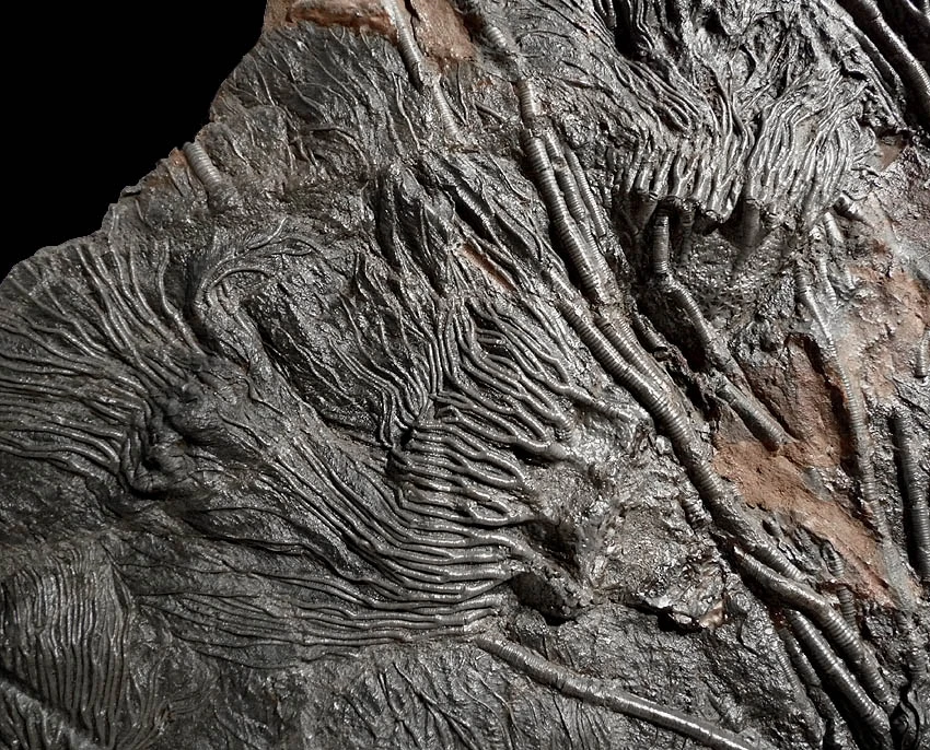 FINEST MUSEUM CLASS FOSSIL GIANT SEA LILY CRINOIDS ON A PRESERVED PREHISTORIC OCEAN FLOOR  *CRI001