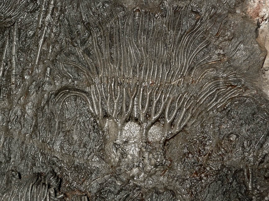 FINEST MUSEUM CLASS FOSSIL GIANT SEA LILY CRINOIDS ON A PRESERVED PREHISTORIC OCEAN FLOOR  *CRI001