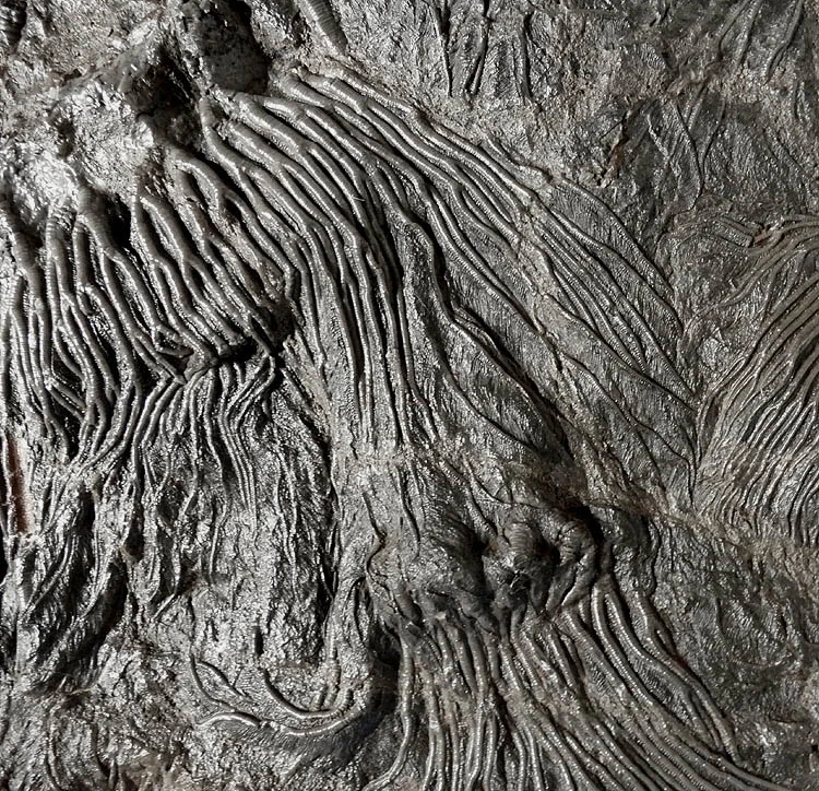 FINEST MUSEUM CLASS FOSSIL GIANT SEA LILY CRINOIDS ON A PRESERVED PREHISTORIC OCEAN FLOOR  *CRI001