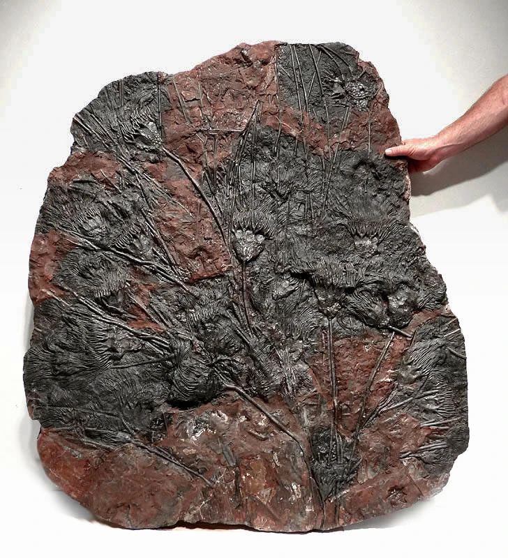 FINEST MUSEUM CLASS FOSSIL GIANT SEA LILY CRINOIDS ON A PRESERVED PREHISTORIC OCEAN FLOOR  *CRI001