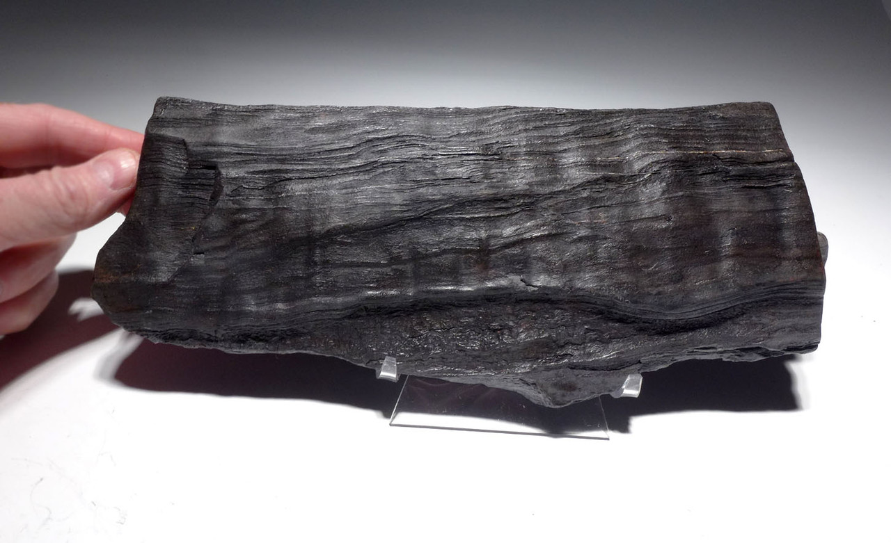 LIFELIKE PETRIFIED MIOCENE FOSSIL LOG WITH NATURAL DETAIL  *PL188