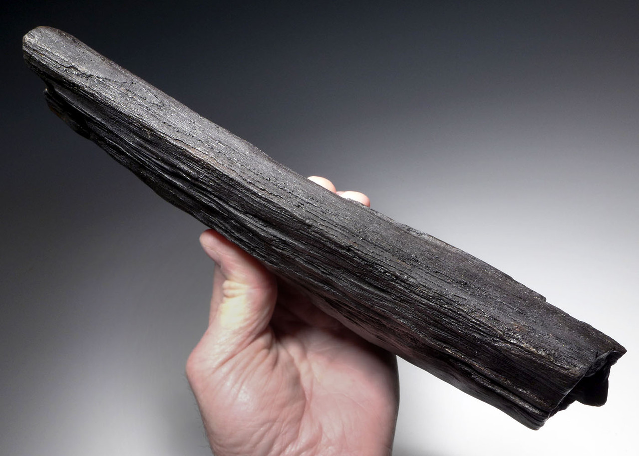 LIFELIKE PETRIFIED MIOCENE FOSSIL LOG WITH NATURAL DETAIL  *PL188