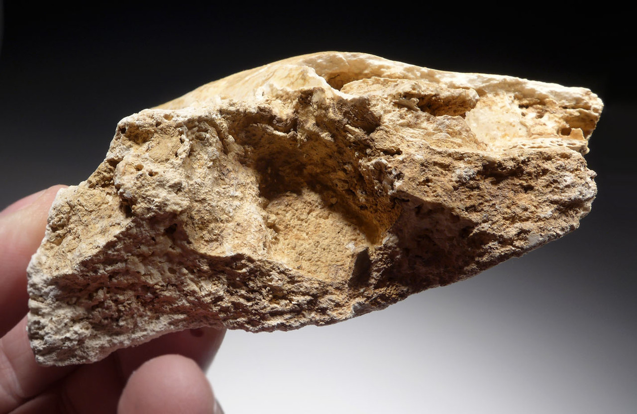 ICE AGE ARDENNES FOREST PARTIAL WILD BOAR CAVE FOSSIL MANDIBLE WITH TEETH FROM A CAVE HYENA DEN IN BELGIUM   *LMX281