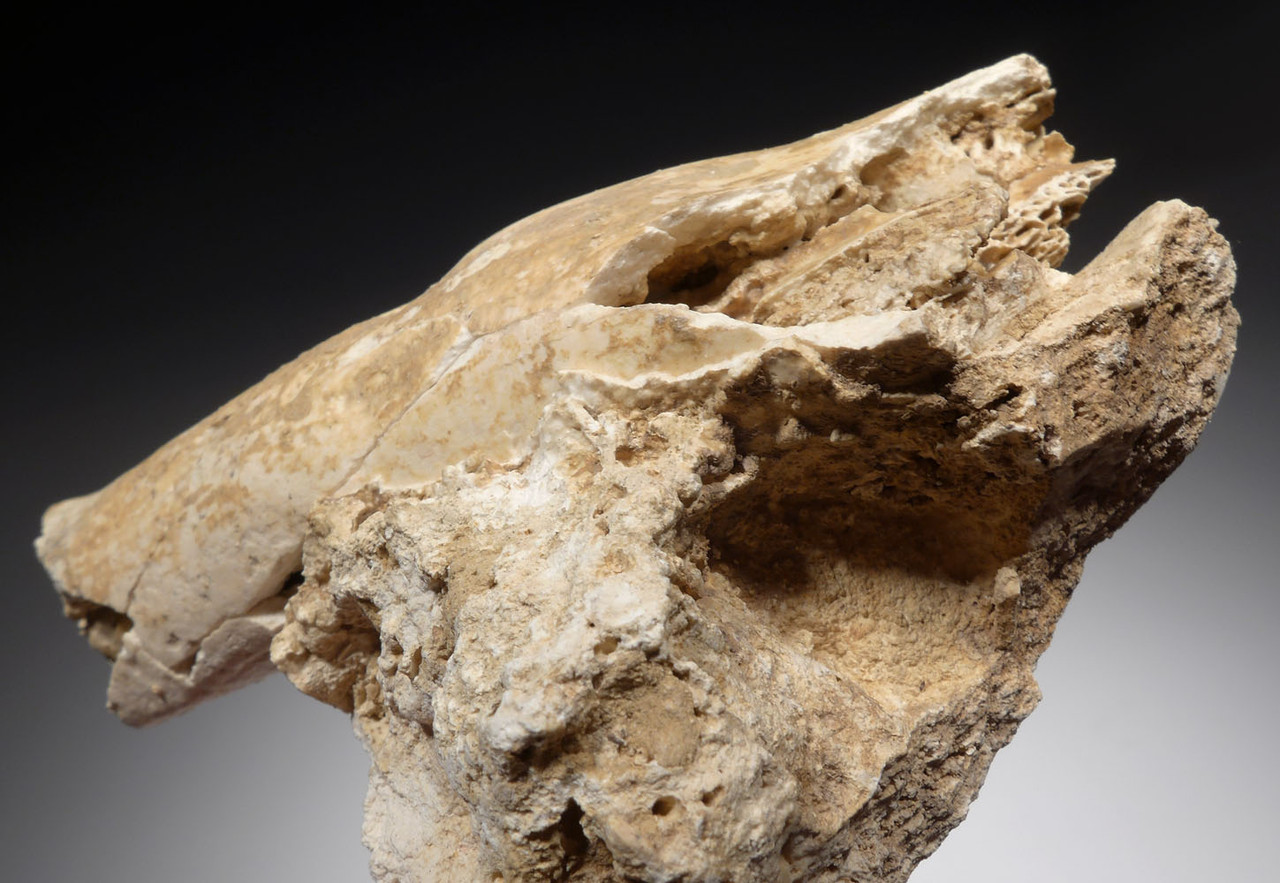 ICE AGE ARDENNES FOREST PARTIAL WILD BOAR CAVE FOSSIL MANDIBLE WITH TEETH FROM A CAVE HYENA DEN IN BELGIUM   *LMX281
