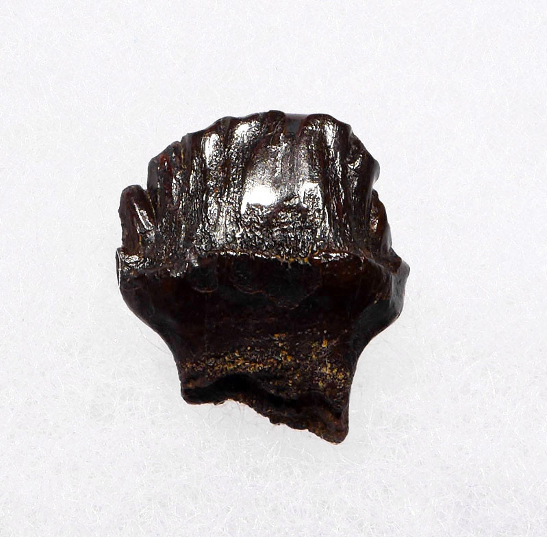OUR FINEST LARGE FOSSIL EDMONTONIA DINOSAUR TOOTH FROM AN ARMORED ANKYLOSAUR  *DT10-129