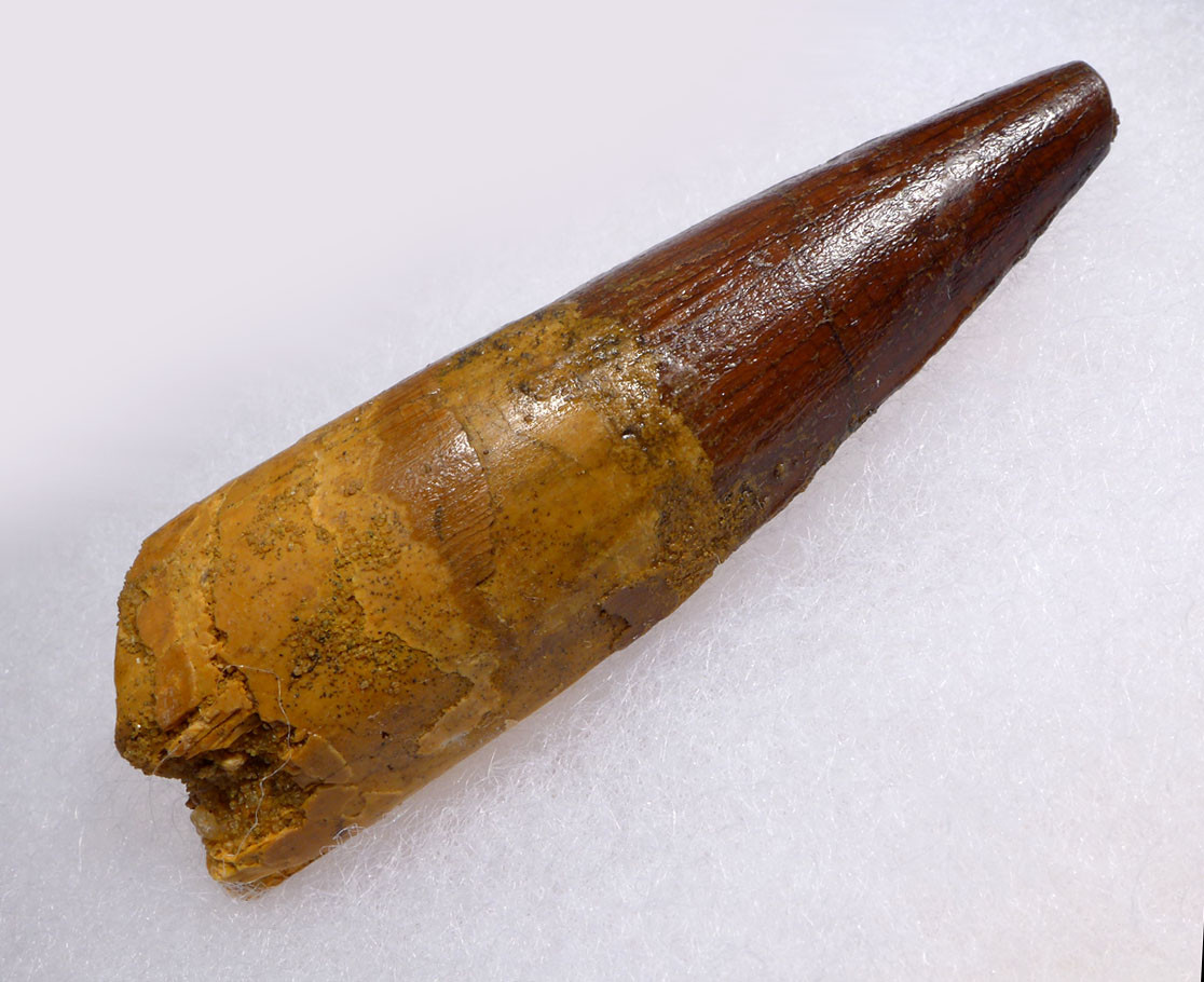 ATTRACTIVE SHARP TIP 2.5 INCH SPINOSAURUS FOSSIL DINOSAUR TOOTH  *DT5-620