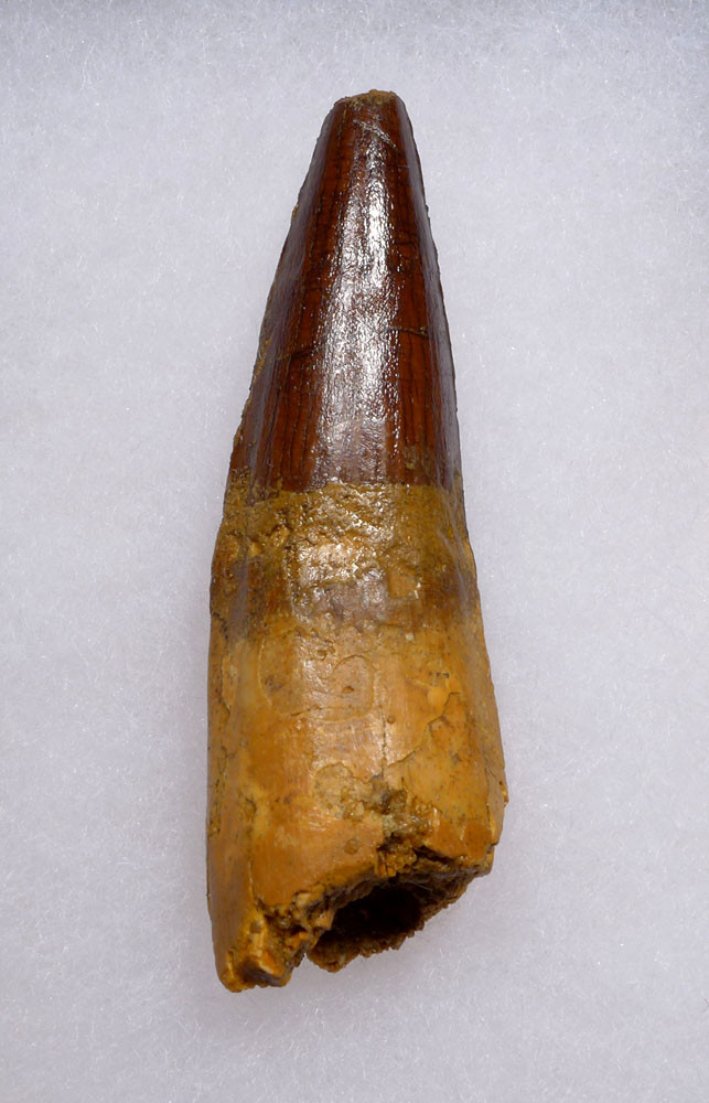 ATTRACTIVE SHARP TIP 2.5 INCH SPINOSAURUS FOSSIL DINOSAUR TOOTH  *DT5-620