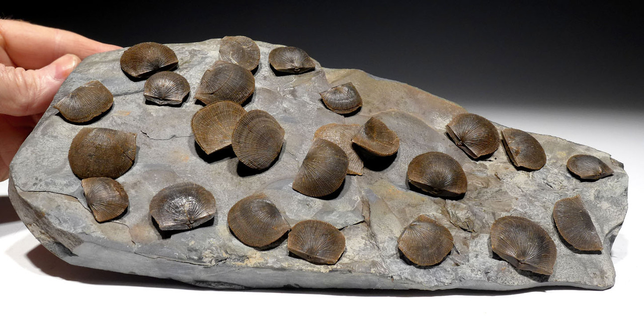 LARGE DEVONIAN BRACHIOPOD SCHELLWIENELLA FOSSIL COLONY FROM FAMOUS SITE   *BR037