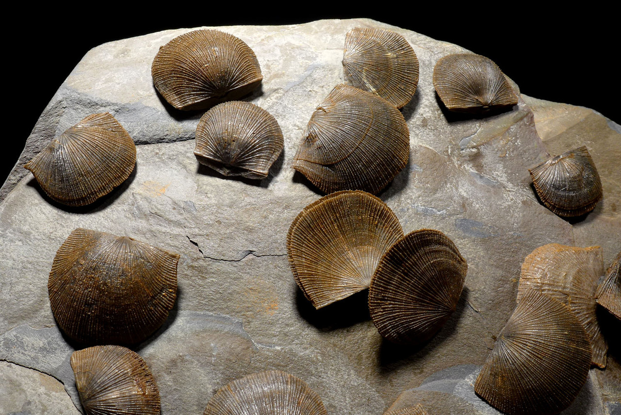 LARGE DEVONIAN BRACHIOPOD SCHELLWIENELLA FOSSIL COLONY FROM FAMOUS SITE   *BR037