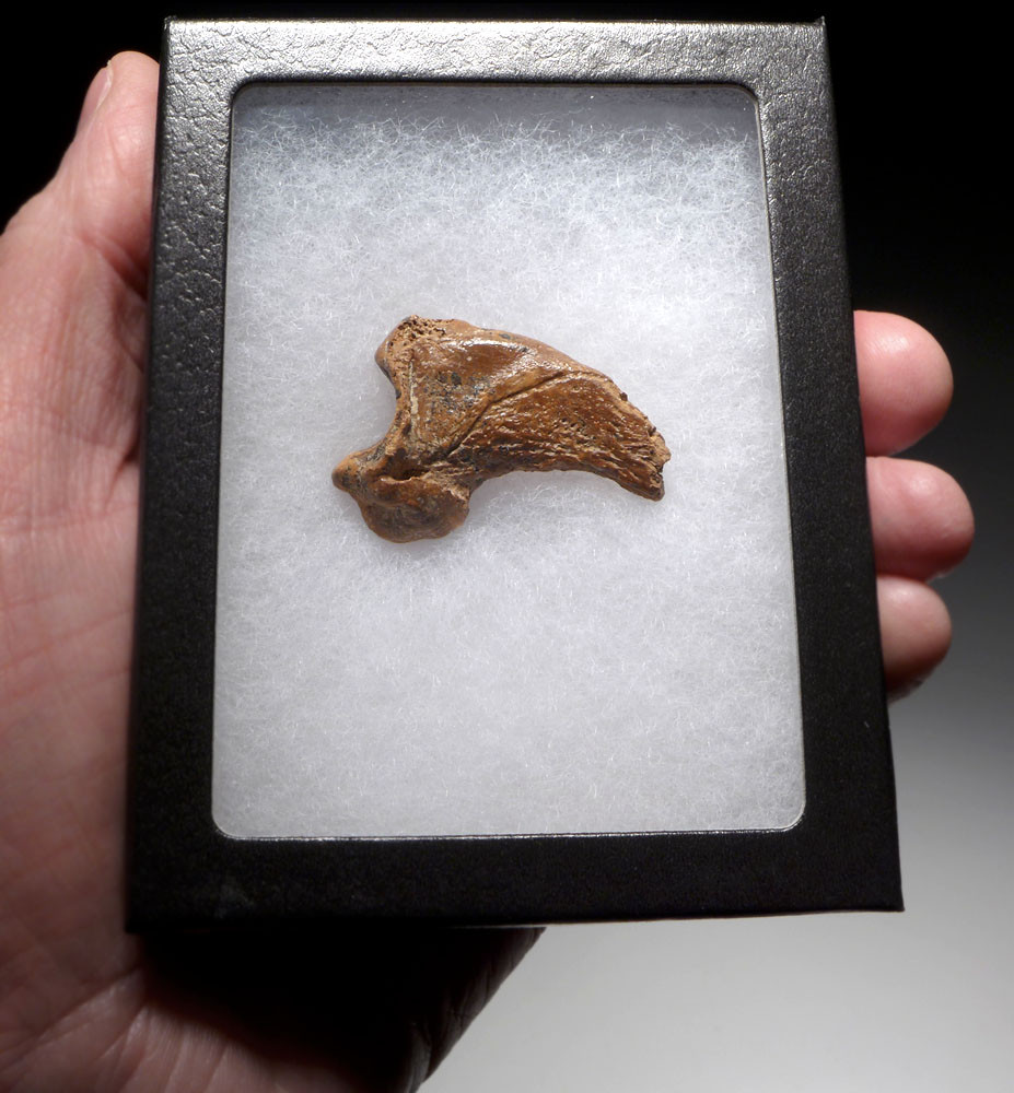 FOSSIL CAVE BEAR URSUS SPELAEUS CLAW FROM THE FAMOUS DRACHENHOHLE DRAGONS CAVE IN AUSTRIA  *LM40X18