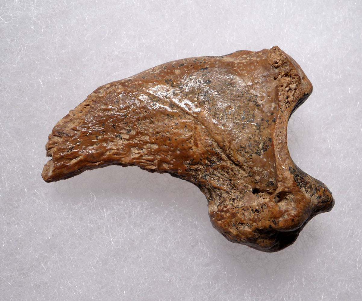 FOSSIL CAVE BEAR URSUS SPELAEUS CLAW FROM THE FAMOUS DRACHENHOHLE DRAGONS CAVE IN AUSTRIA  *LM40X18