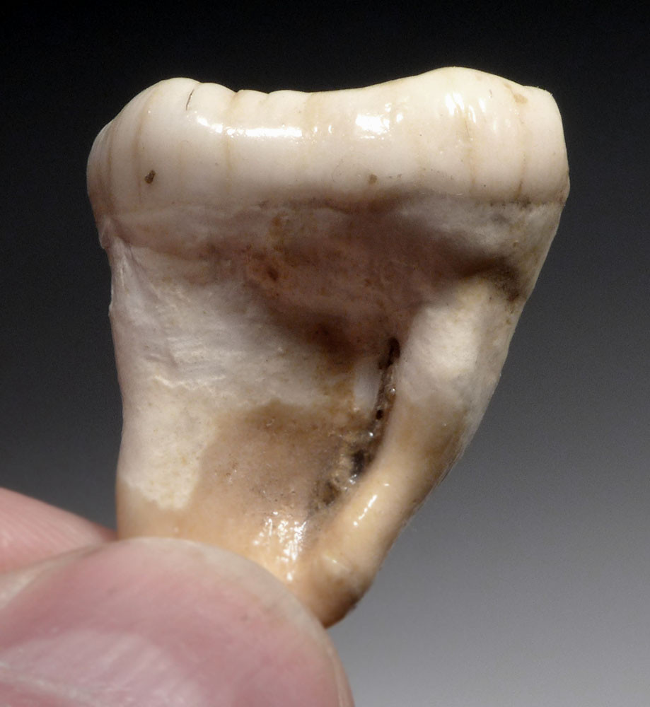 FINEST ARDENNES FOREST BELGIUM CAVE BEAR FOSSIL MOLAR TOOTH RARE LOCATION  *LMX329