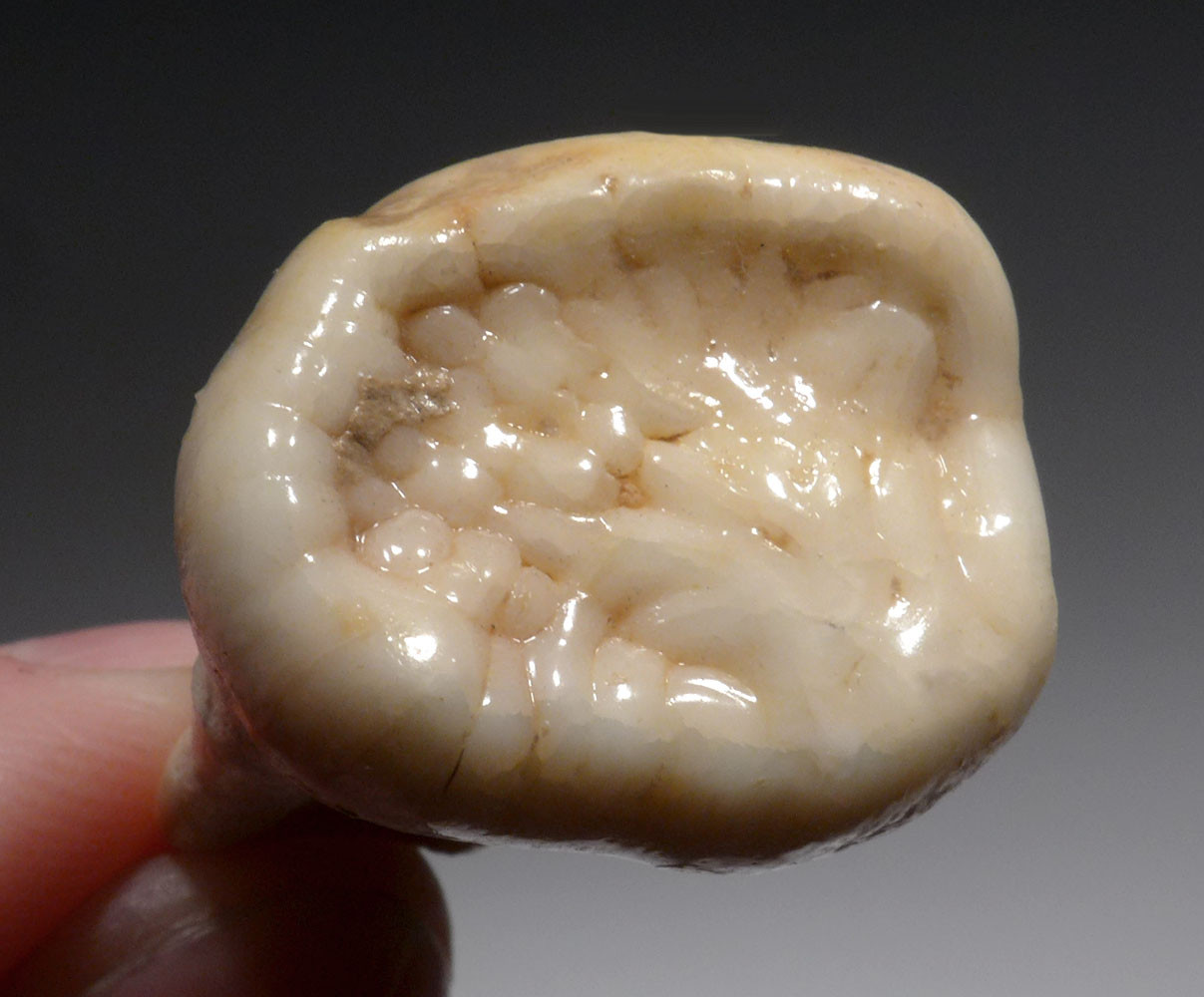 FINEST ARDENNES FOREST BELGIUM CAVE BEAR FOSSIL MOLAR TOOTH RARE LOCATION  *LMX329