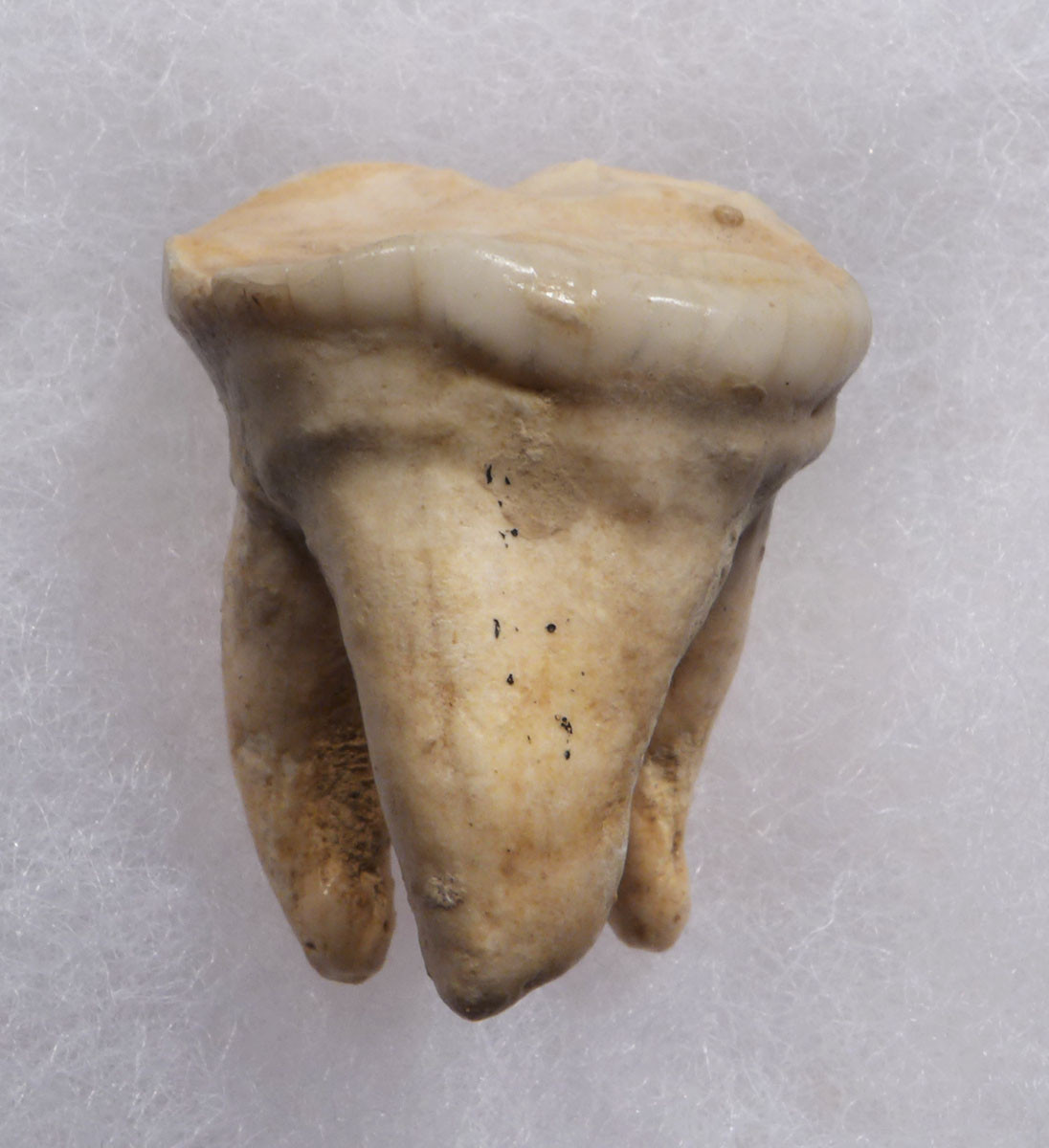 SUPERB ARDENNES FOREST BELGIUM CAVE BEAR FOSSIL MOLAR TOOTH RARE LOCATION *LMX324