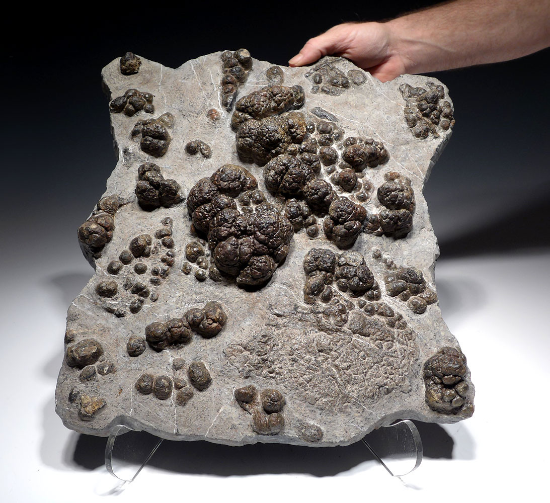MUSEUM-CLASS FOSSIL PREHISTORIC BACTERIA LAYER OF TRANSITIONAL CARBONIFEROUS - PERMIAN LACUSTRINE STROMATOLITES  *STRX006