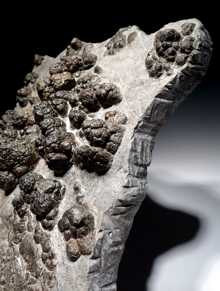 MUSEUM-CLASS FOSSIL PREHISTORIC BACTERIA LAYER OF TRANSITIONAL CARBONIFEROUS - PERMIAN LACUSTRINE STROMATOLITES  *STRX006