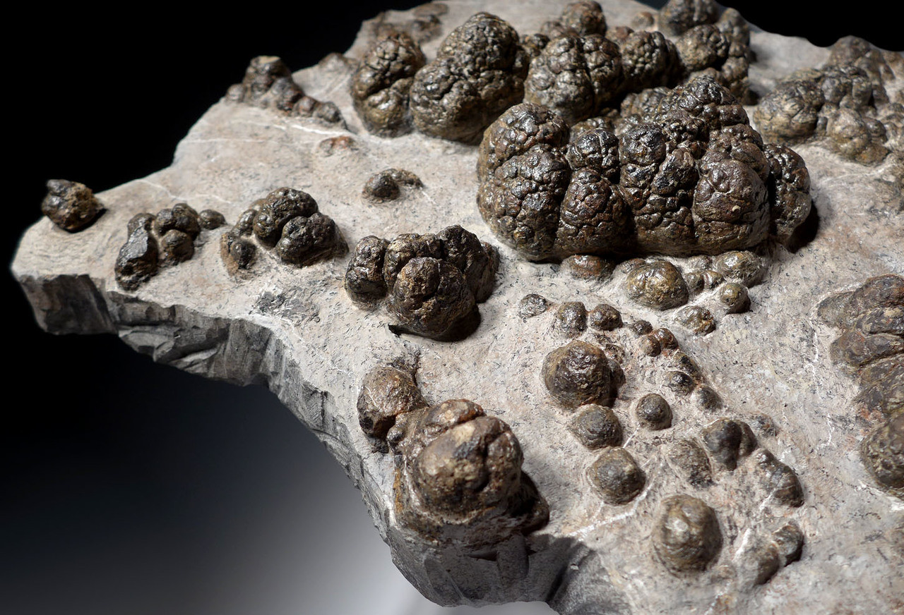 MUSEUM-CLASS FOSSIL PREHISTORIC BACTERIA LAYER OF TRANSITIONAL CARBONIFEROUS - PERMIAN LACUSTRINE STROMATOLITES  *STRX006
