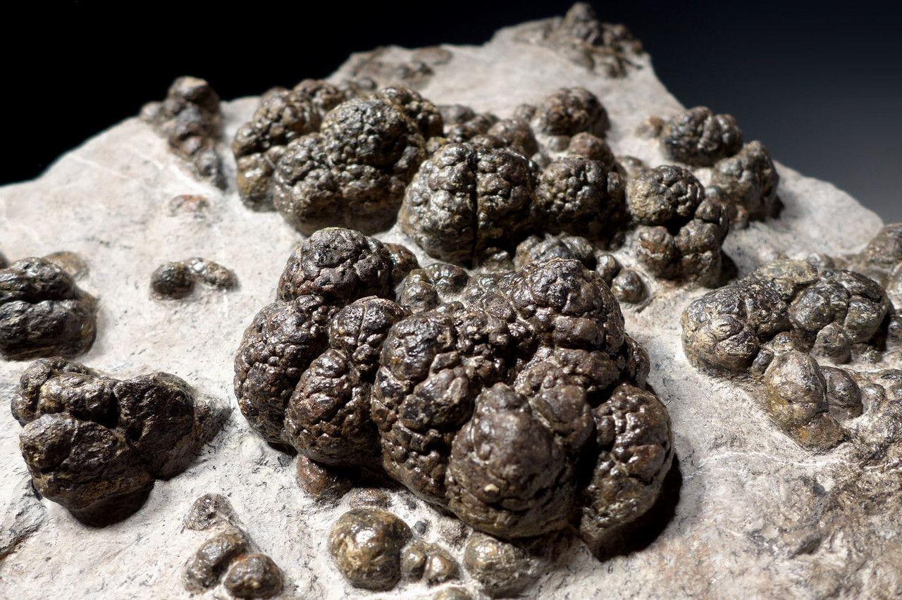 MUSEUM-CLASS FOSSIL PREHISTORIC BACTERIA LAYER OF TRANSITIONAL CARBONIFEROUS - PERMIAN LACUSTRINE STROMATOLITES  *STRX006