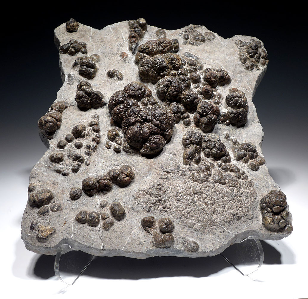 MUSEUM-CLASS FOSSIL PREHISTORIC BACTERIA LAYER OF TRANSITIONAL CARBONIFEROUS - PERMIAN LACUSTRINE STROMATOLITES  *STRX006